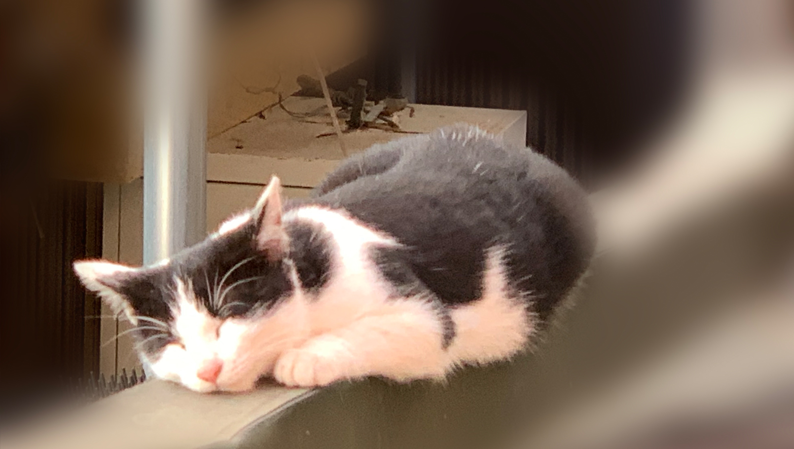 足腰さんの熱くなった銅板の屋根で寝る野良猫